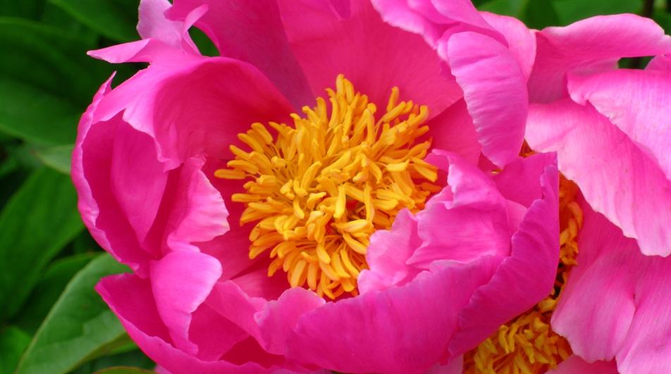 Paeonia 'Lady Ley' sent from Caroline Stone 